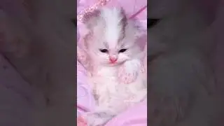 cute kitten 💕 piu piu