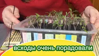 Томаты для теплиц взошли на 99% / Замечательная всхожесть и сортов, и гибридов