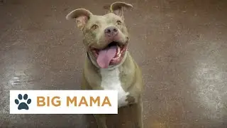 Pinal Pets Episode 125 - Big Mama