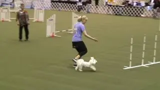 JoJo- 2016 AKC Invitational Round 4