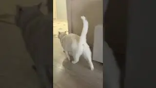 Нокрмили, начесали, теперь можно уходить.