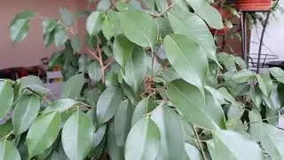 Фикус Бенджамина ✅ Мой Даниэль (Ficus Danielle ) желтит листочки 🤔 Принимаю меры