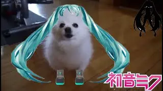 Levan Polka cantado por un perro