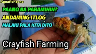 GANITO MAGPARAMI NG CRAYFISH | MALAKI PALA KITA DITO😱 WILDY'S CRAYFISH