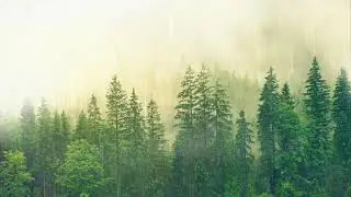 Pluie Battante et Méditation : Relaxation Profonde pour Réduire le Stress et Apaiser l'Esprit
