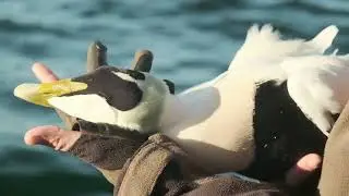 Eider duck hunting in Denmark. TEASER