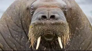 The Walrus - The King of the Sea