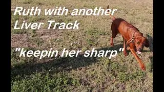 Deer Liver Track 2