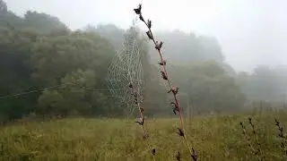 The beautiful rural landscape. Рассветный туман в августе на овраге.