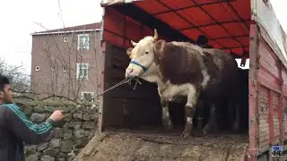 OUR QURBANS ARRIVED / QURBAN UNLOAD 2020