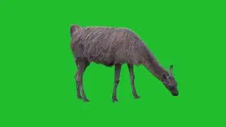 alpaca on green screen