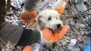 Сильное землетрясение в Турции. 08.02.2023. Искендерун. Спасли собаку
