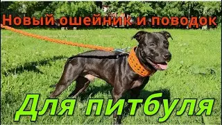 Новый поводок и ошейник для питбуля