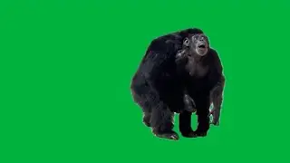 Chimp Sees Sky For The First Time Green Screen 