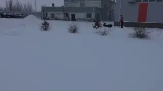 Тибетский мастиф Нюра