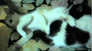 kittyporn