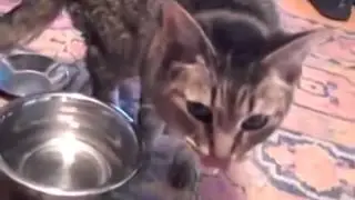 Кошки. Смешная видео подборка