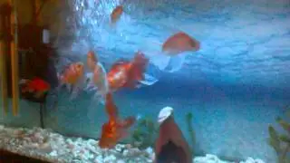 Japon Balıkları (Goldfishes) Yeni Video