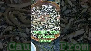 What Do You Call Those Long Fishes ? #fishing #localfish #villagefishing #localfishing #viralshorts