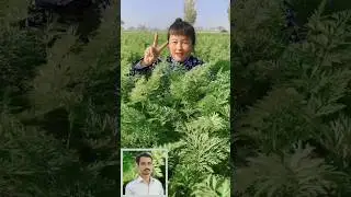 Carrot farming in China 