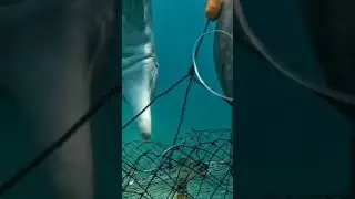 Хочеш дізнатися, які тварини найрозумніші? Дивись повне відео і вчись у тварин)