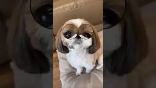 Cute and Funny Shih Tzu Dog 🐶🤭😂🤣💓