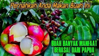 Buah Matoa Buah Langka ‼️ Berasal Dari Hutan Papua