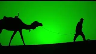 FREE NO COPYRIGHT GREEN SCREEN CAMELS IN THE DESERT