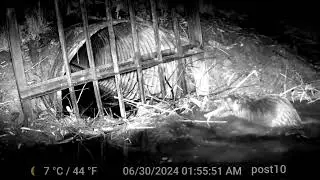 Full Uncut Beavers Clogging Culvert