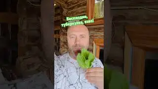Три листочка при бесплодии, туберкулезе!