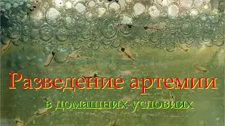 Разведение артемии в домашних условиях. 