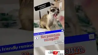 Как успокоить злого суриката? 