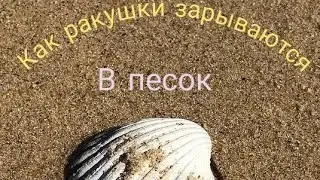 Как ракушки зарываются в песок. Невероятное зрелище!