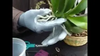 Rinvaso Phalaenopsis