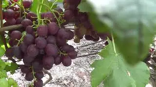 Сорт винограду 