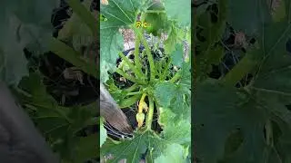 Homemade Plant Food Supplements: Rice Water & Black Strap Molasses