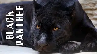 Black Panther  -  Black Panther Animal.