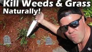 Natural Way To Kill Grass and Weeds (Effective - Cheap - Non Toxic)