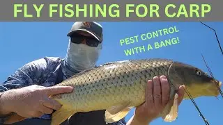 Fly Fishing for Carp: Tips, Techniques, and Thrilling Catches!  #FlyFishing #carpfishing
