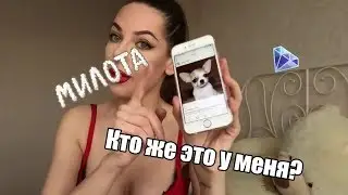 Несколько бьюти секретиков, как выглядеть фешн с доги