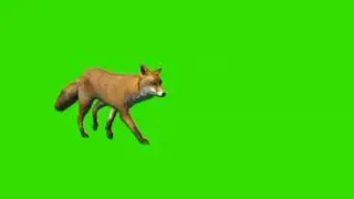 fox green screen | लोमड़ी green screen | green screen animal | lomdi green screen @BestGreenScreen