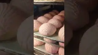 CONCHAS