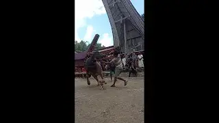Cara Penyembelihan kerbau masyarakat suku Toraja paling