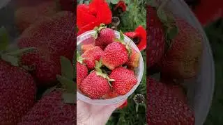 🍓🍓🍓Сезон клубники открыт!#летовдеревне