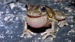 Australia 2015 - The Singing Frog
