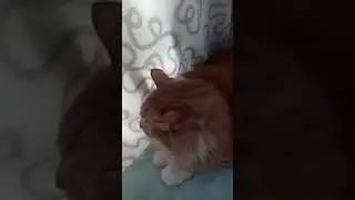 кот