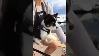 А ВСЕ БЕГУТ,БЕГУТ,БЕГУТ И Я БЕГУ                             