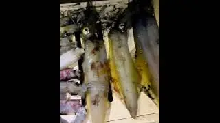 Squids...