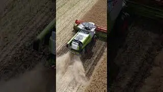 Rapeseed Harvesting 2024 / Strip Till / RSL-4.0 #farming #machinery #striptill #rapeseed