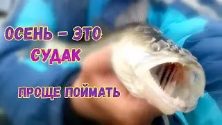ОСЕННИЙ СУДАК...ЛОВЛЯ НА ДЖИГ...ЭТА ПРИМАНКА РАБОТАЕТ ВСЕГДА!!!